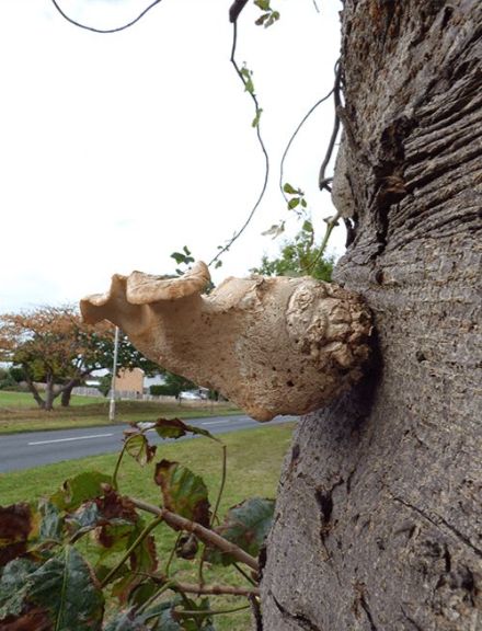 A thick-stemmed developing bracket on chestnut in Billericay, UK.